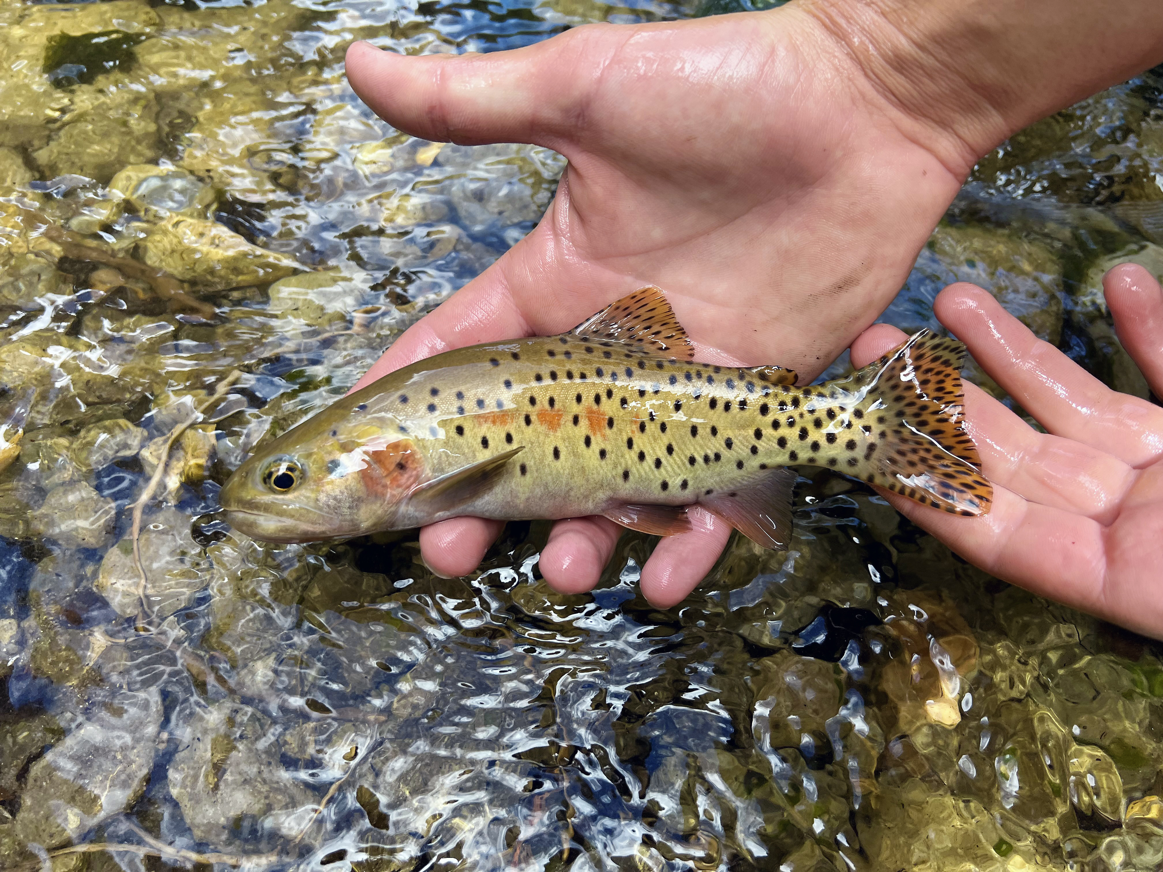 Hands hold a beautiful fish just over a flowing creek. The medium-sized fish is olive with a few red markings along its center and many small black dots that grow denser and more regularly spaced towards its tail fin.