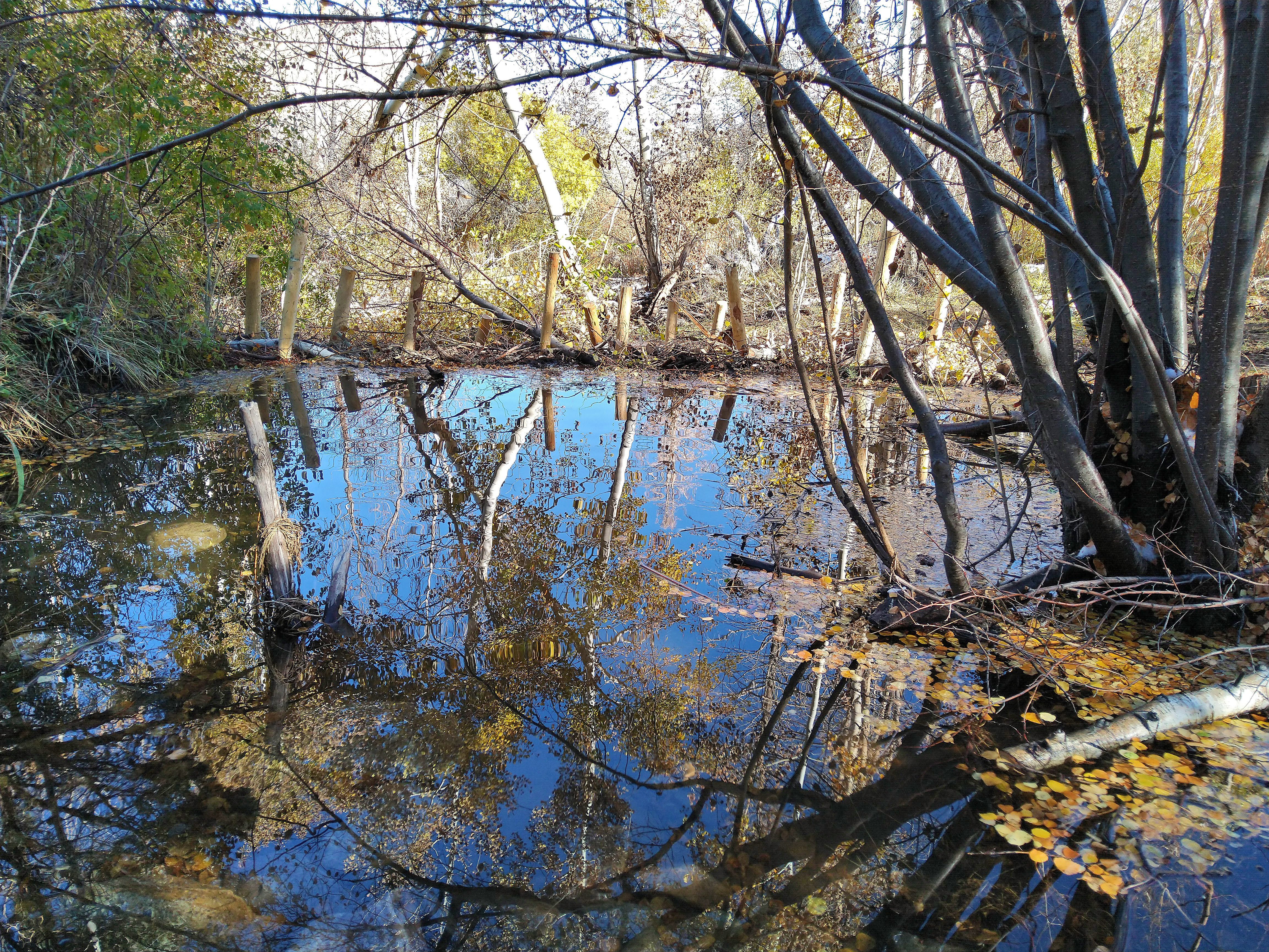 Large pool reflecting surrounding trees and a blue sky. At the far end we see a series of posts holding up a dam of sticks, making the pool possible.