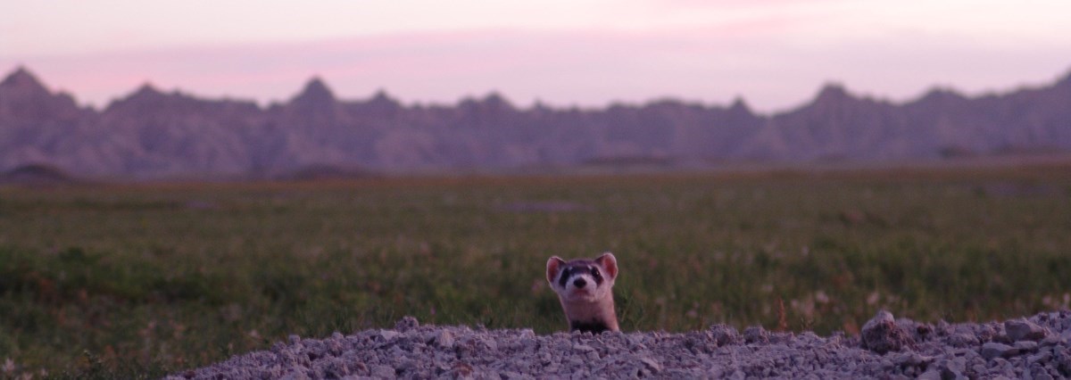 a ferret sticks its head out of a burrow with badlands and pink sunset in the background