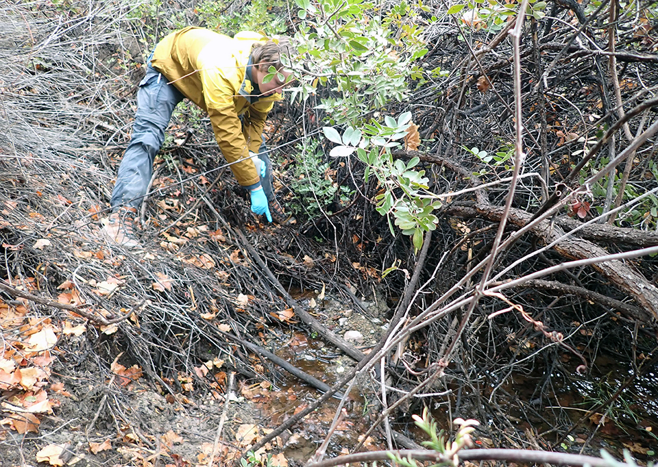A person points to a small, wetted area dotted by leaves beneath thick shrubs on a bank.