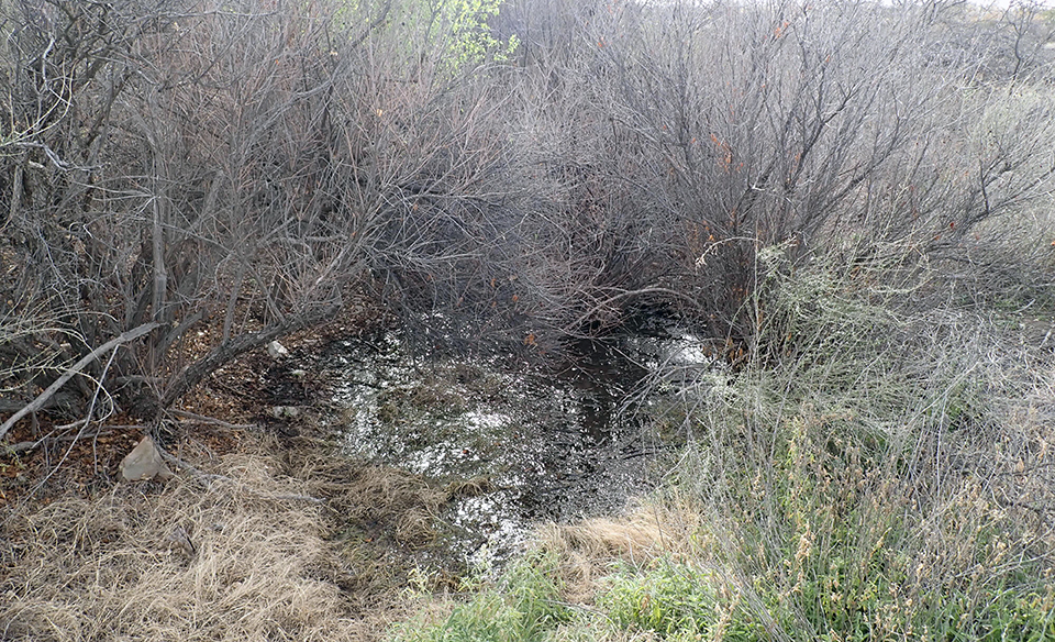 A pool of water surrounded by grasses, and leafless trees. Leaf litter partially covers the surface of the water.
