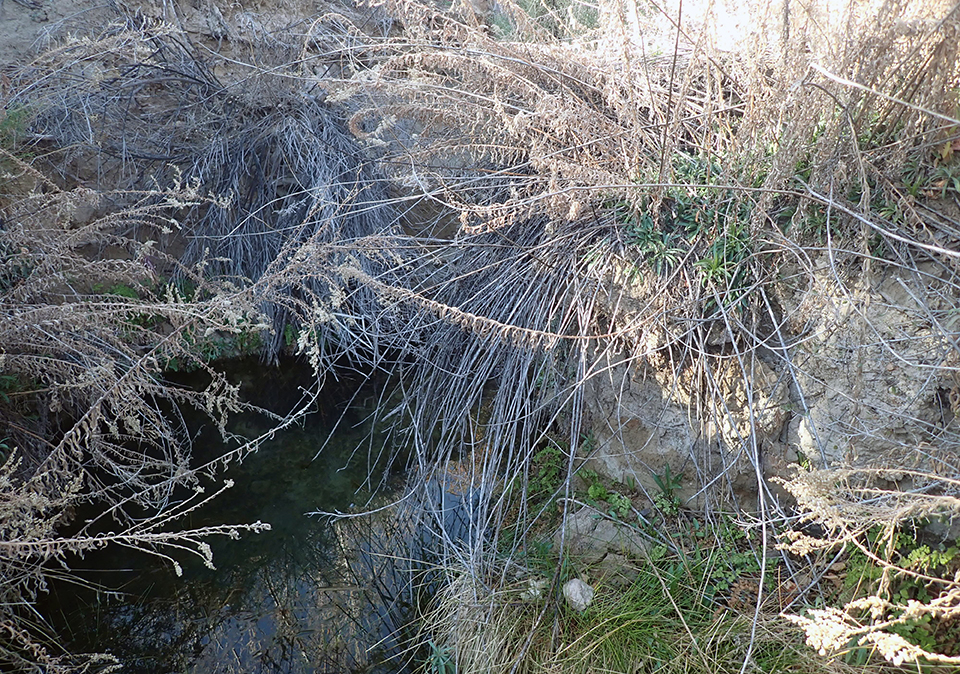 A shaded pool surrounded and somewhat obscured by overhanging, dry vegetation on the banks, and bright green plants growing on the bank.