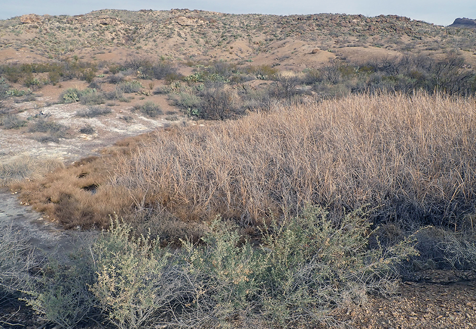 A large pond that is so dense with dried cattails that the water is obscured. Mineral deposits line the banks due to evaporative drying.