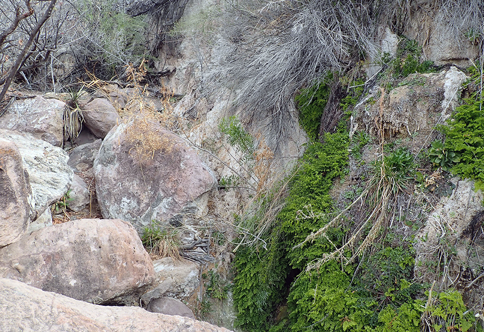 Bright green ferns growing on a cliff wall, with a trickle of water flowing under the ferns into a drainage surrounded by large boulders.