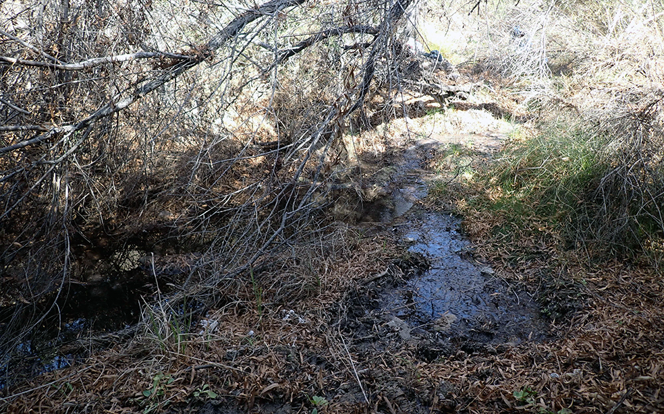 Two wetted areas inside a streambed in a shaded area under a leafless tree branch. The surface water is surrounded by leaf litter and a few small rocks.