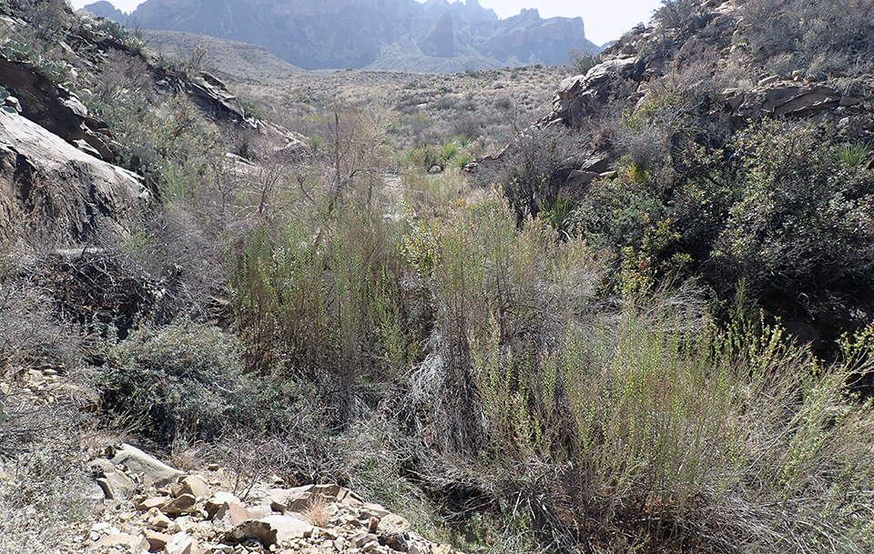Shrubs fill the inside of a rocky, desert drainage, with large mountains in the background.