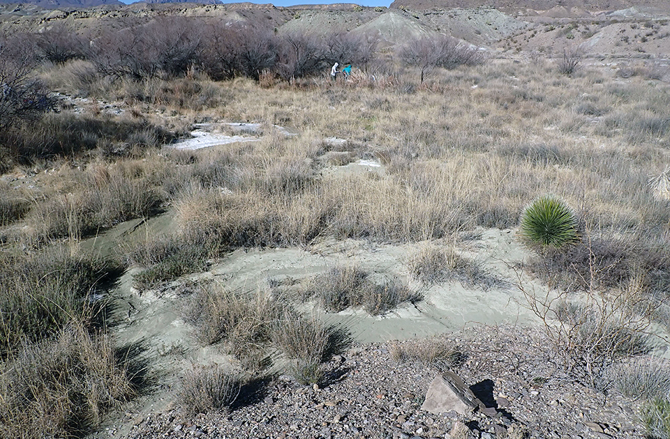 Leafless mesquite trees behind shallow channels winding through dried grasses, leading to an open, grassy area. Mineral deposits coat the banks in some wetted areas.