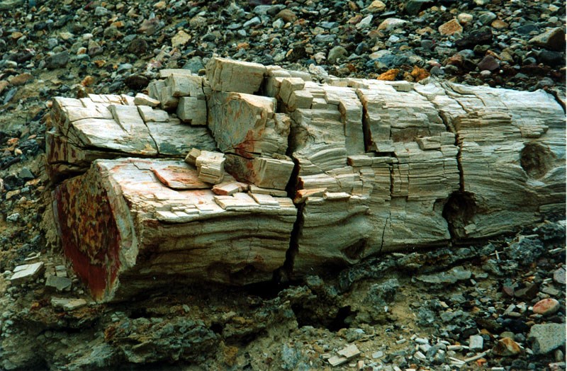 Photo of a petrified wood log.