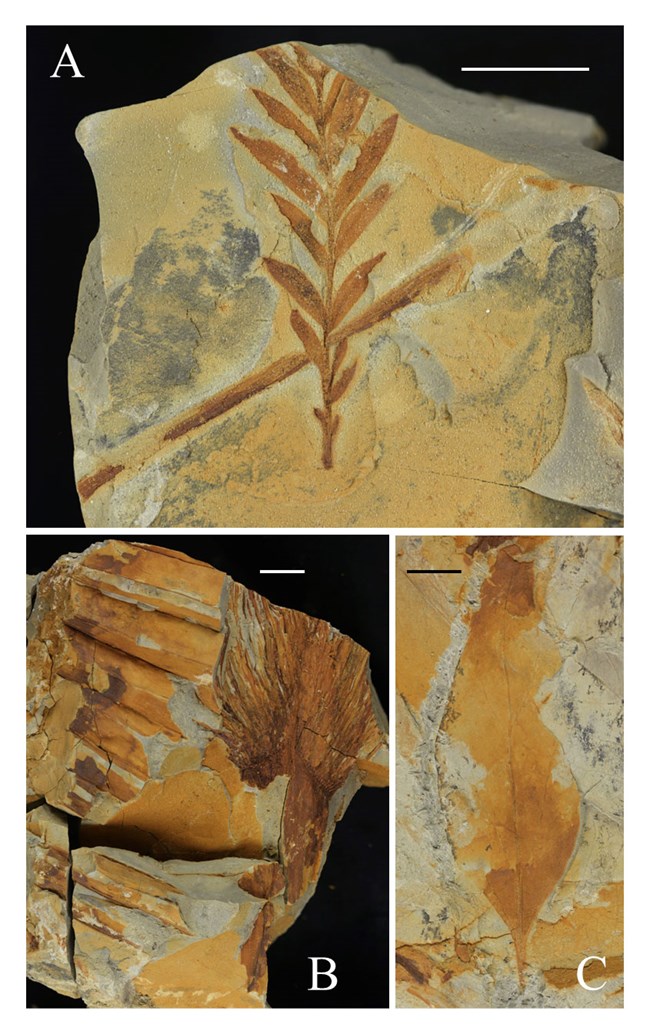 Three photos of fossil plant impressions.