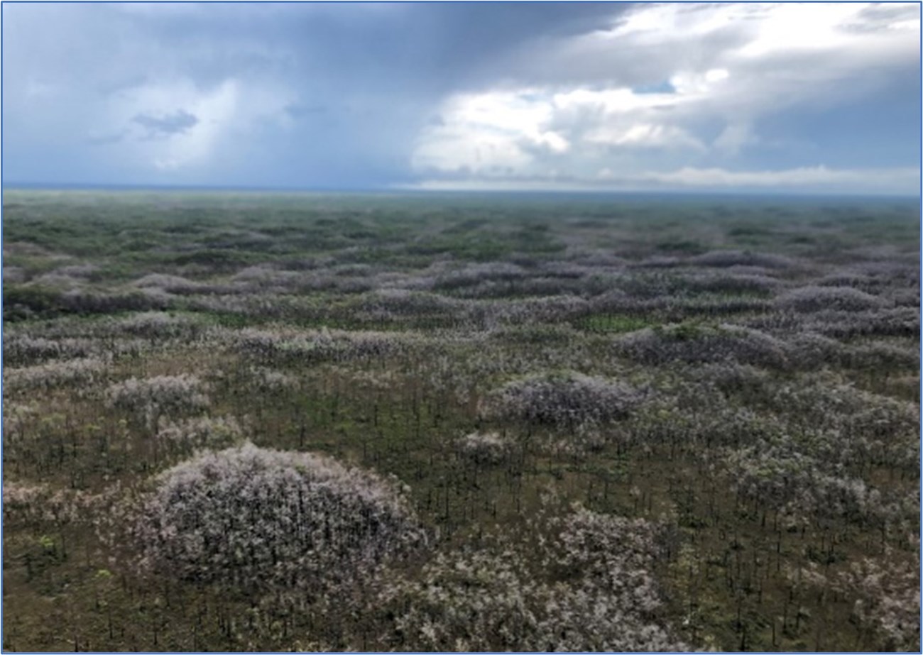 A low aerial view of a landscape with numerous circular stands of trees under a stormy sky.