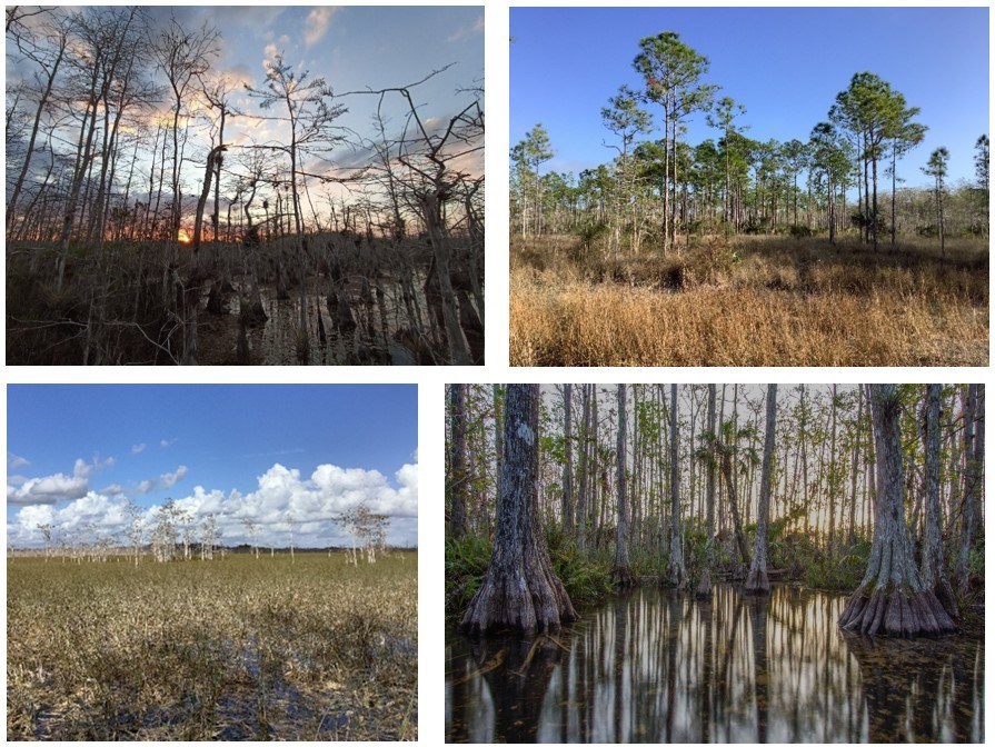 A grouping of four photos showing cypress trees or slash pine trees in the park. All of the photos of cypress trees include standing water.