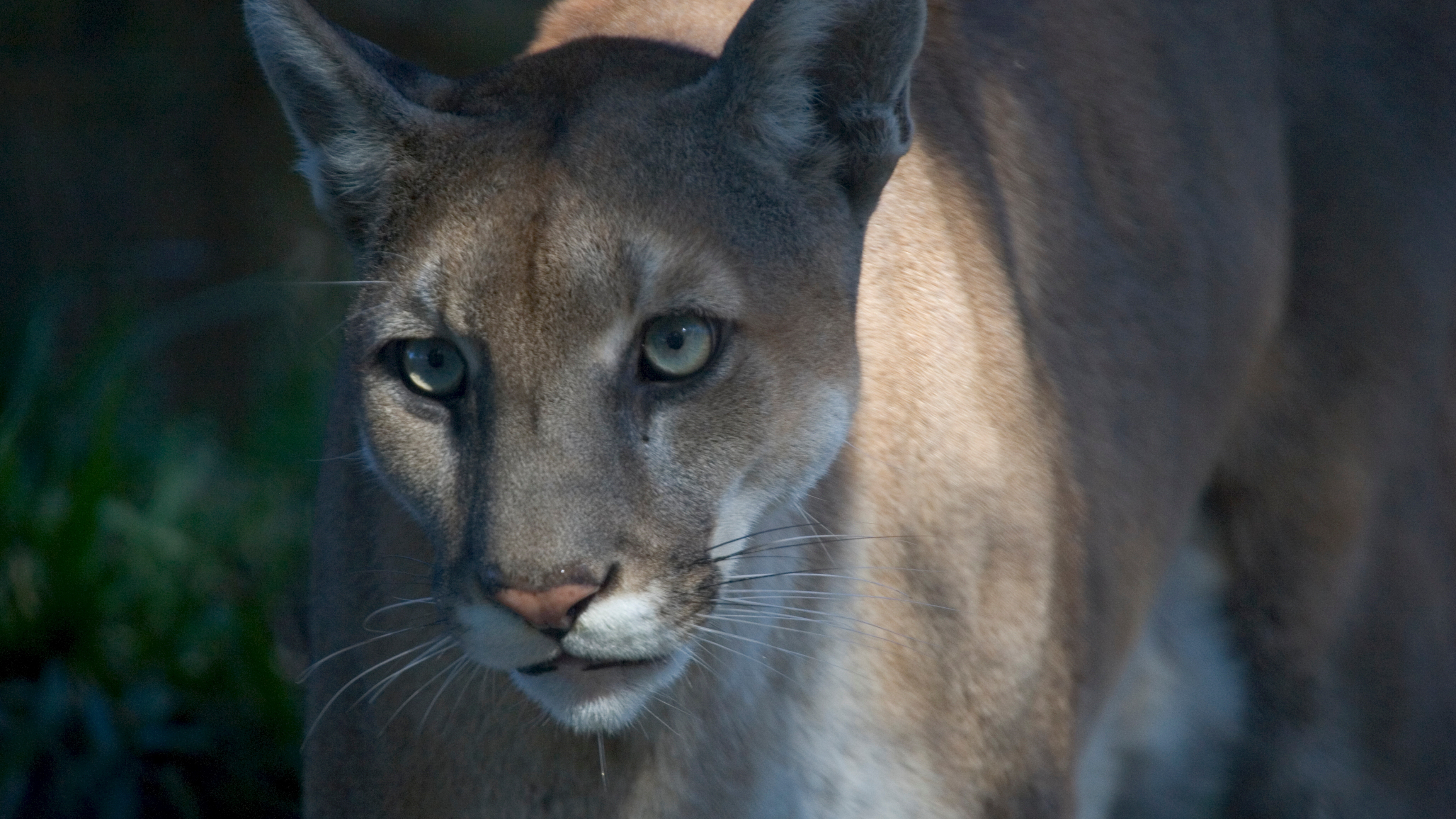 A light brown Florida panther with green eyes and pink nose