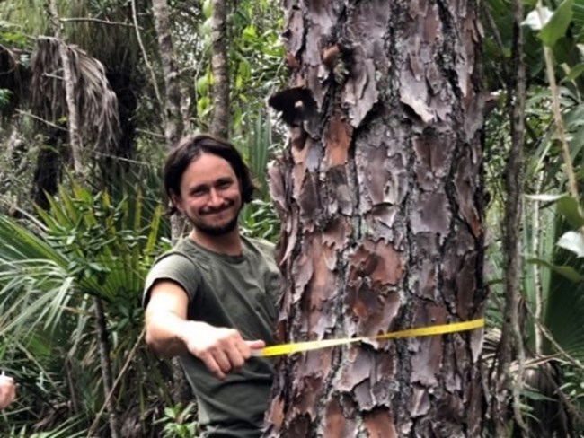 A smiling person uses a tape measure to measure the diameter of a large tree with shaggy bark. Dense vegetation is in the background.