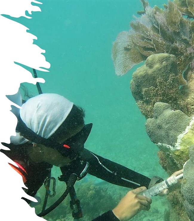 a researcher in scuba gear uses a syringe to inject coral