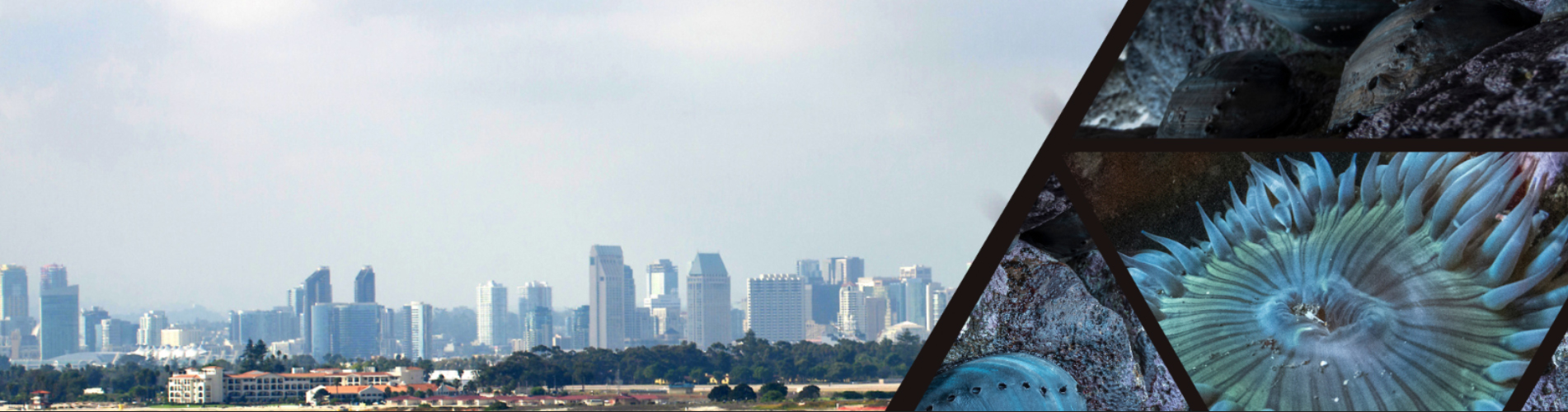 City of San Diego skyline on left side with anemone and abalone photo on right.