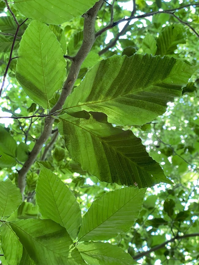 Overhead view of green leaves with dark streaks between their veins.
