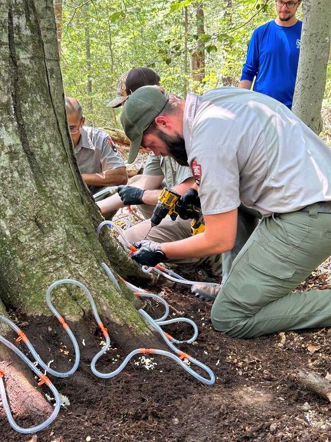 A park employee kneels next to a tree trunk with drill and tubing in hand