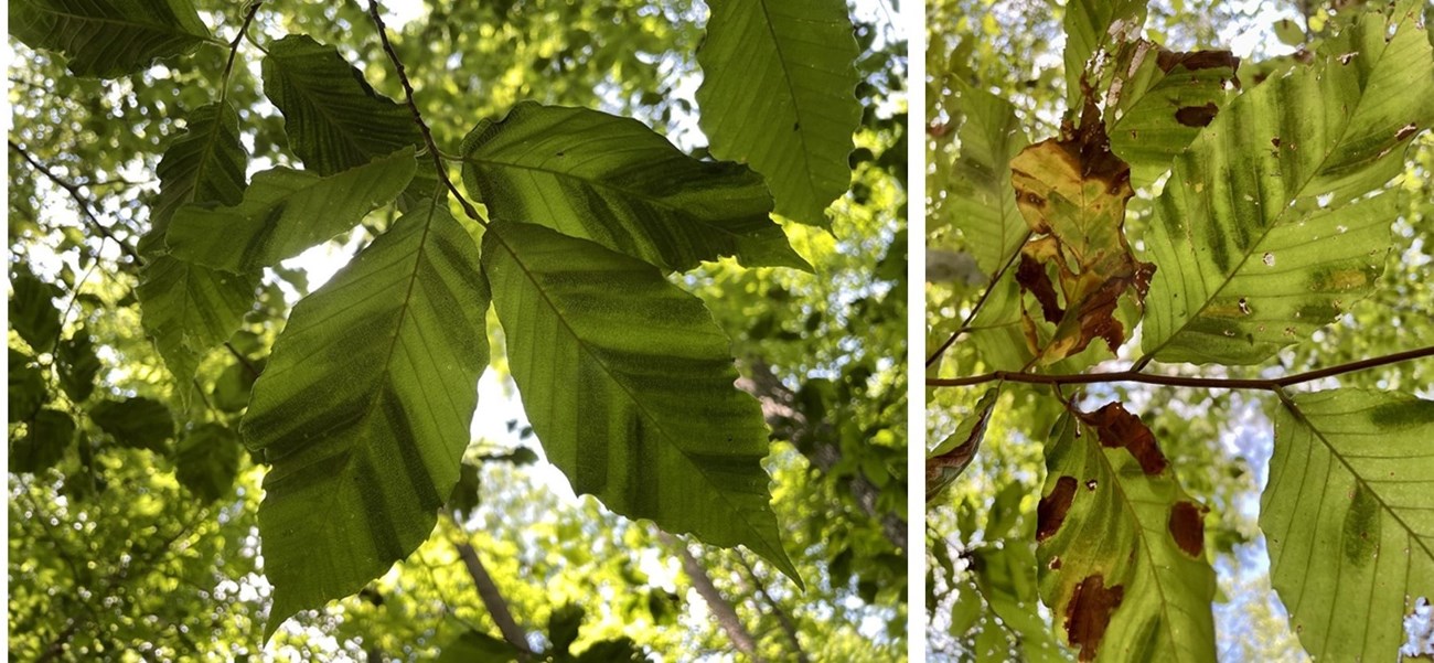 Left: A close-up image of a cluster of beech leaves striped with dark banding. Right: A close-up image of a cluster of beech leaves striped with dark banding and browning and shriveled along their edges.