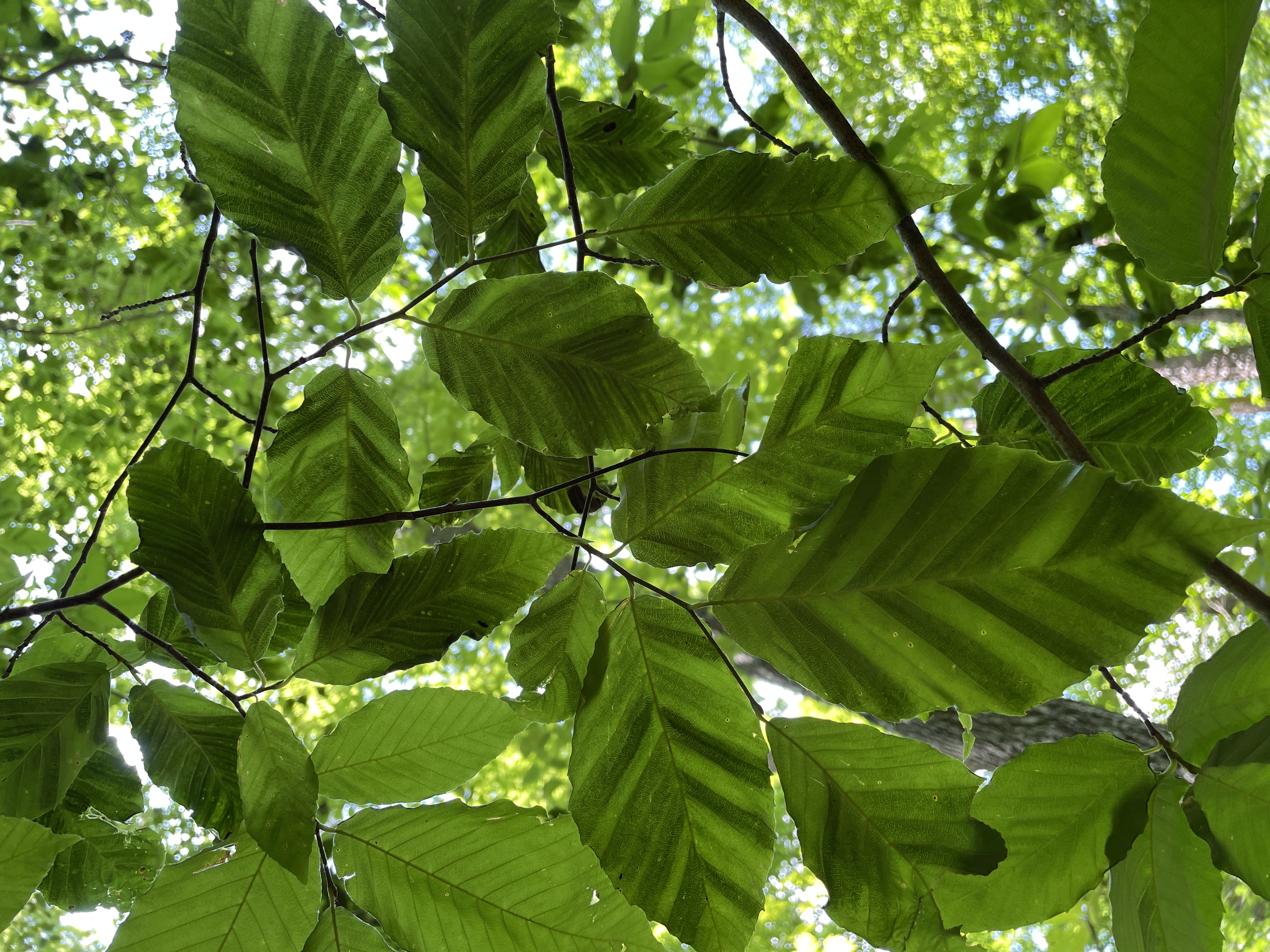 A tree canopy seen from below. Leaves are mostly green, with some showing dark banding between veins.