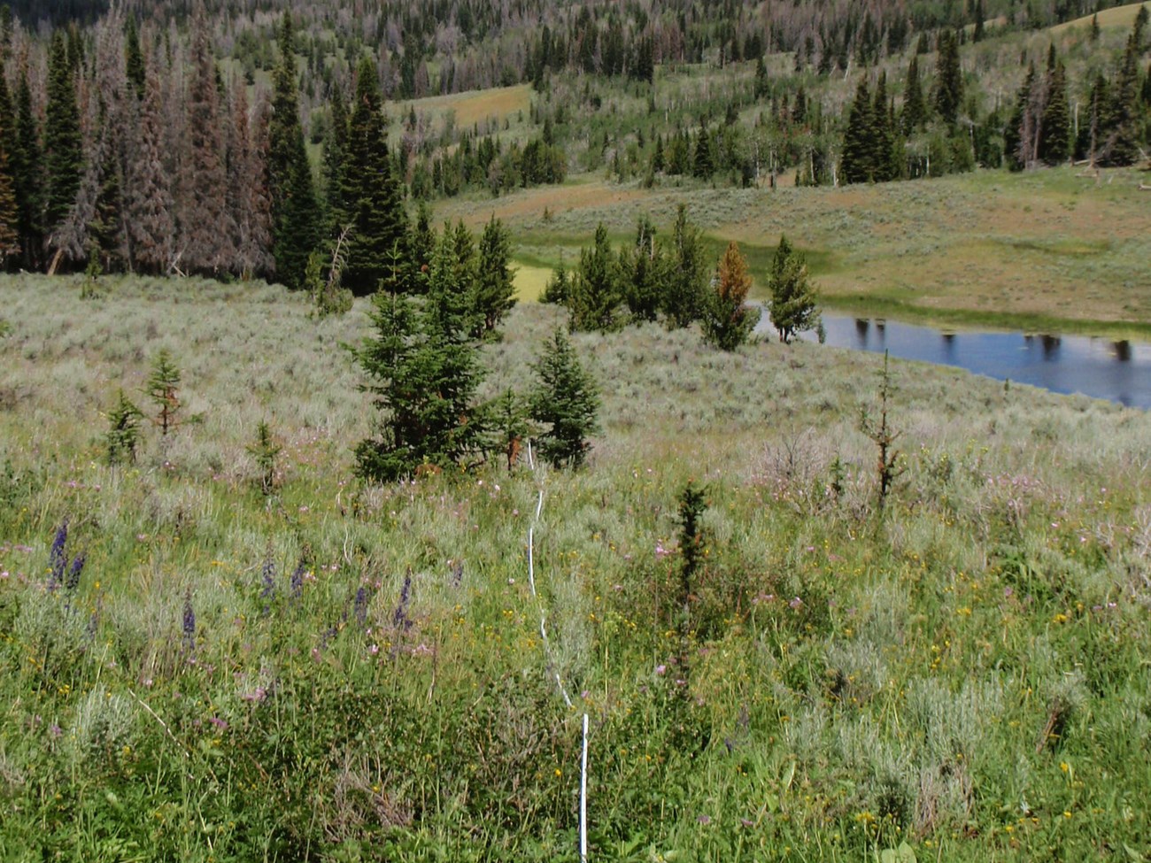 White transect tape on grassy field past small pines.