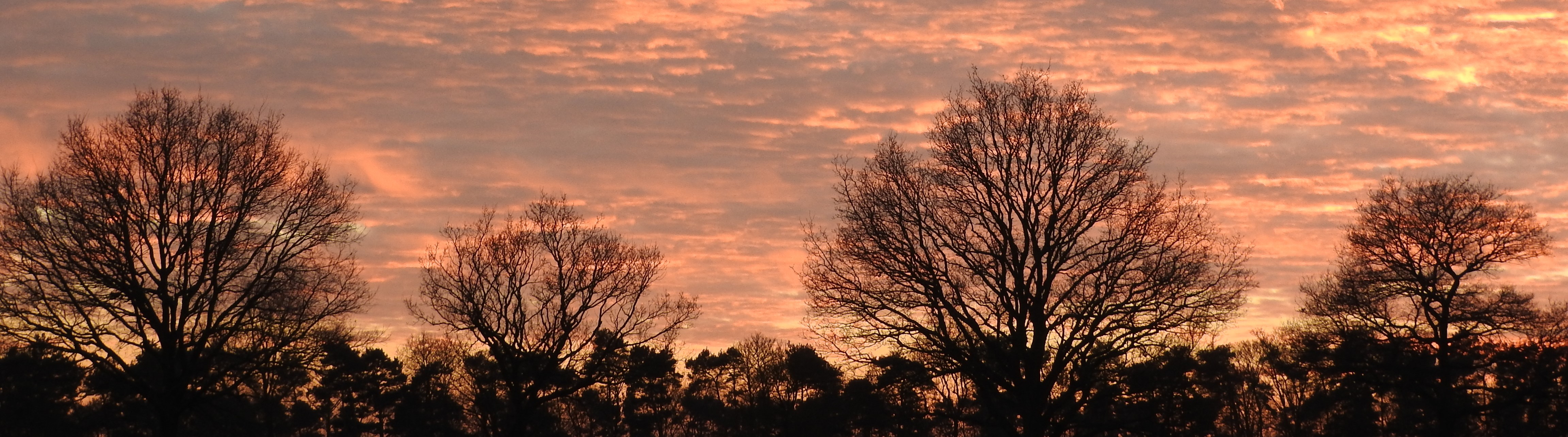 Trees silhouetted by a sunset.
