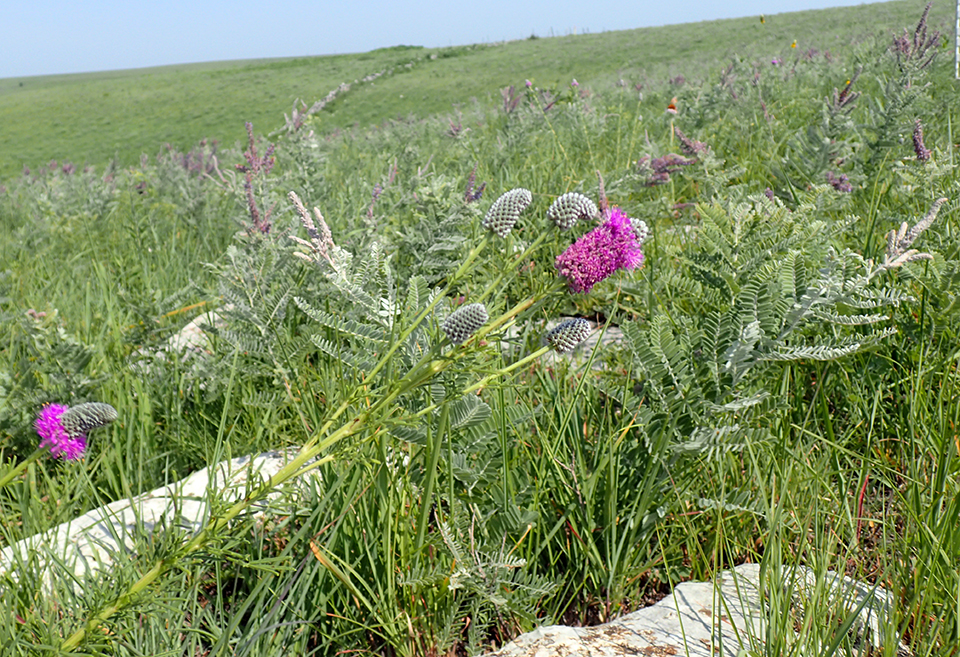 pinkish purple flowers in a sea of green prairie plants with a couple of white rocks in the foreground.