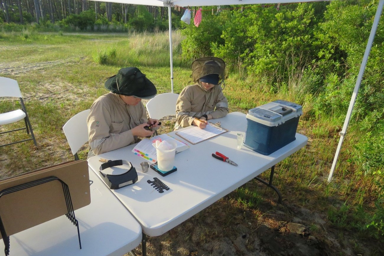 Technicians processing a bird at the banding station.