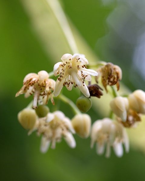 Close up of white buds