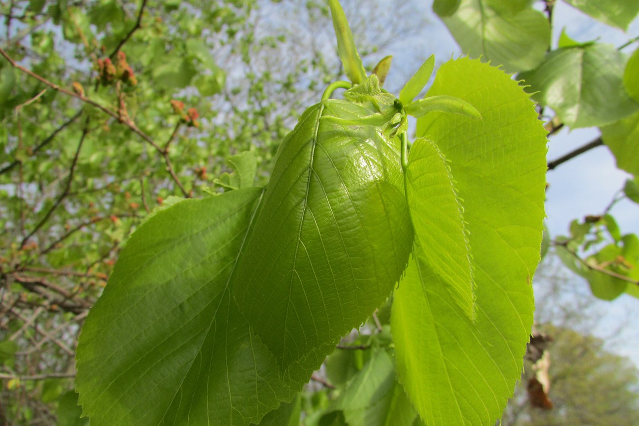 bright green leaves with clearly defined spines