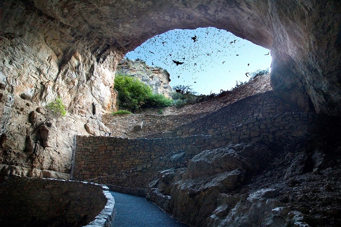 Bats flying at Carlsbad Caverns