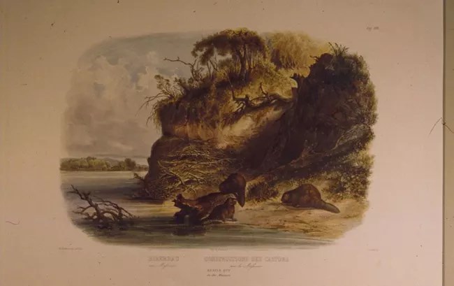 Illustration's rendering of a beaver in its habitat