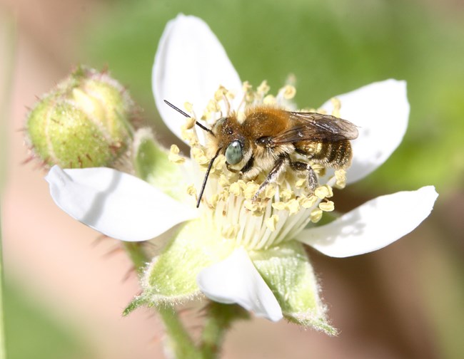 Fuzzy orange, yellow, and black bee visiting a small white flower.