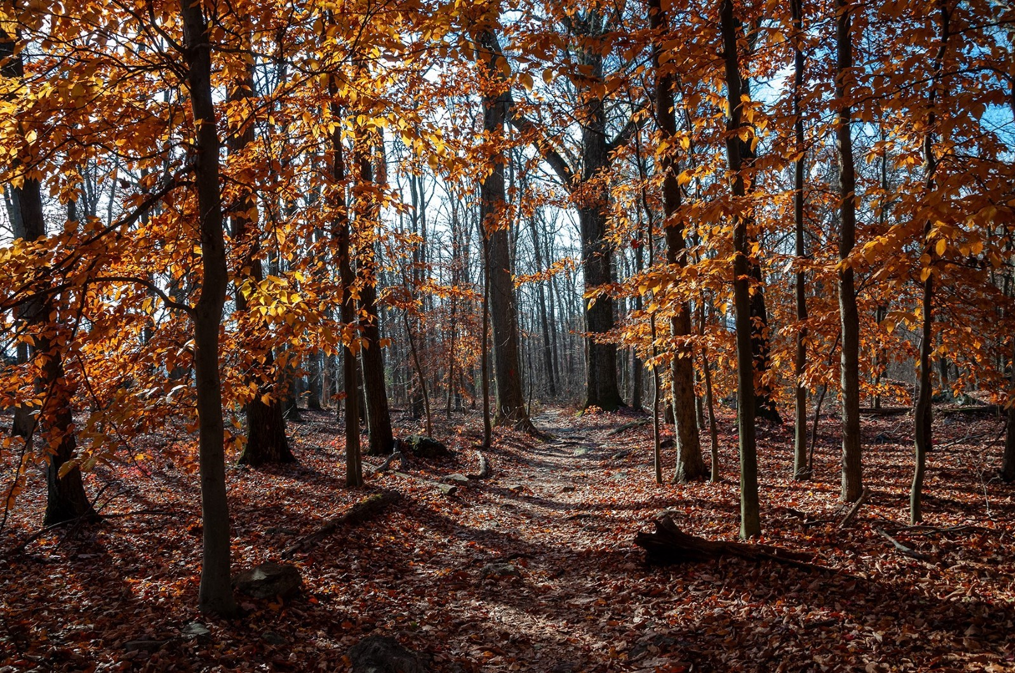 Many beech trees with yellow leaves occupy the forest floor.