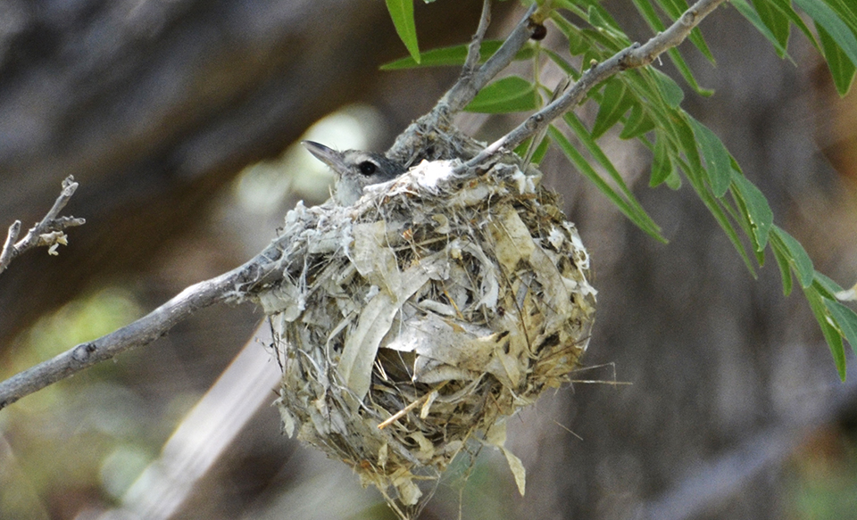 A gray bird head with a black eye, white eye stripe, and pink and gray bill peeking out of a ball nest made of leaves and twigs hanging from a fork in a branch.