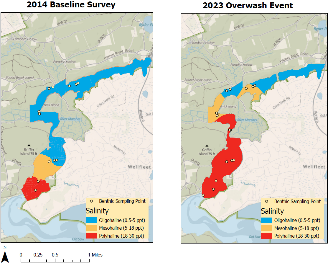 Side by side maps shwing the same sampling points along the Herring River in 2014 (left) and 2023 (right). The river is shown in 3 colors based on salinity. Much more of the river is high salinity in 2023. Zones of moderate salinity extend miles upstream.