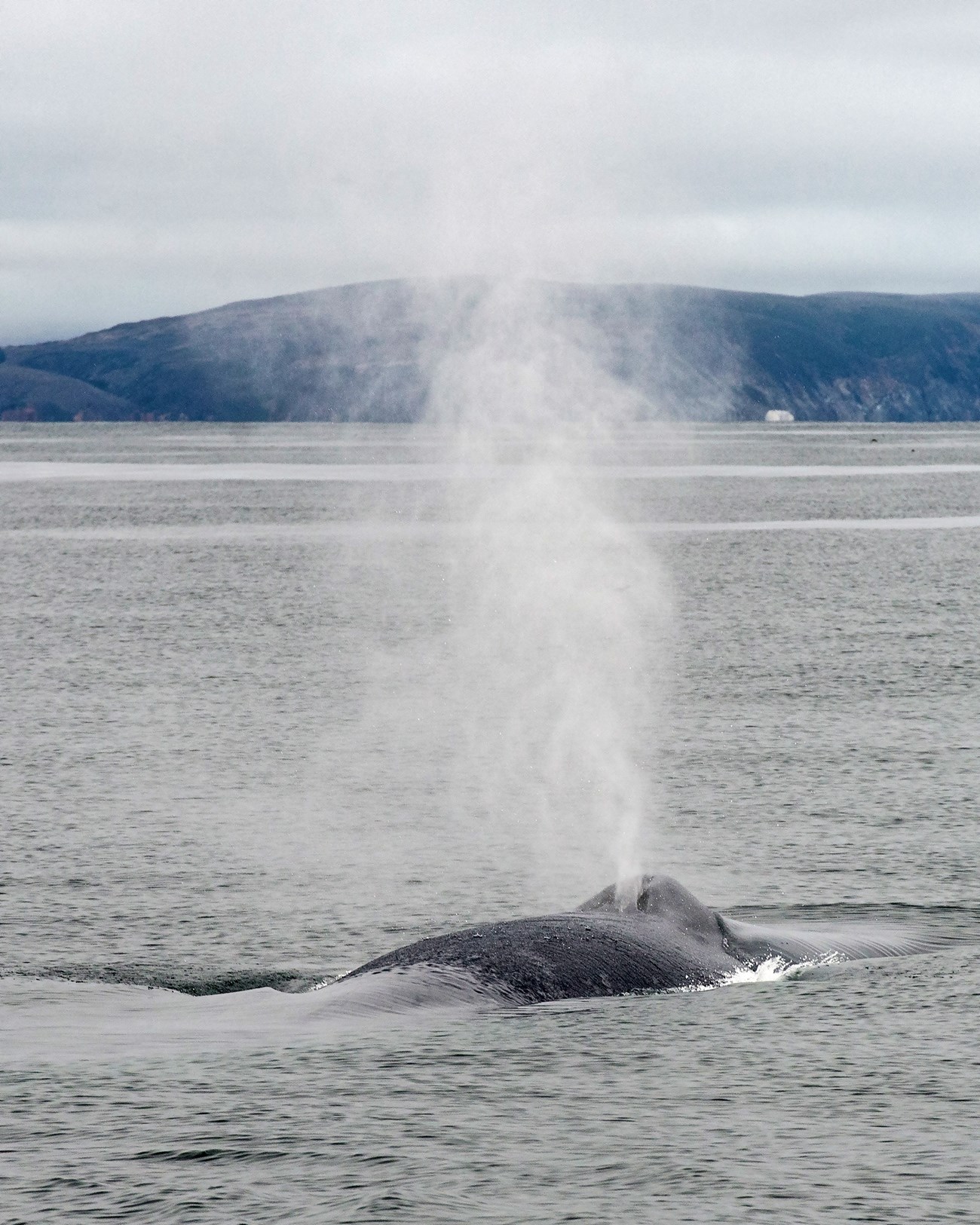 Blue whale spouting, with the California coast in the background.