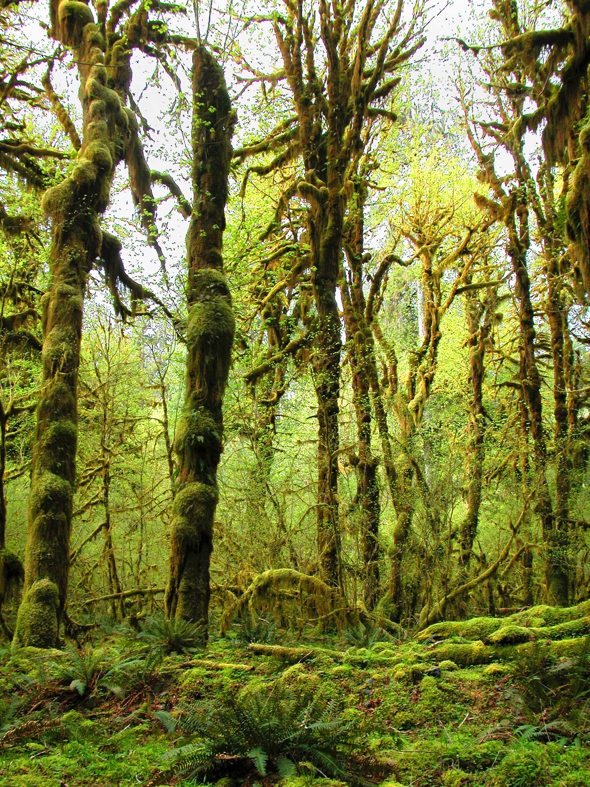 Forest of moss-covered trees with ferns in the foreground.