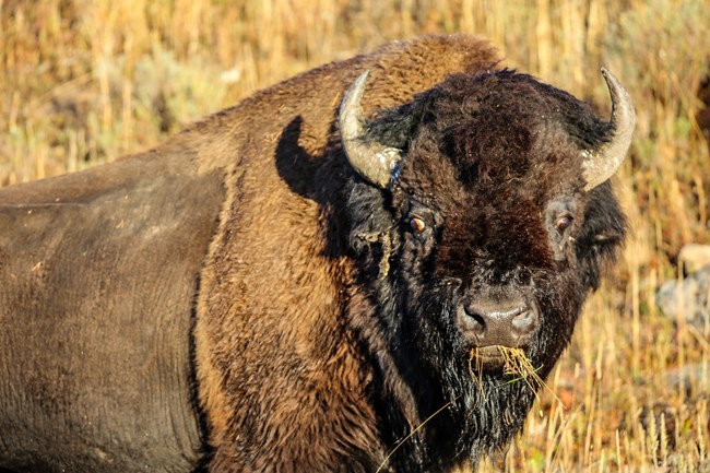 A bison stands in a field eating grass.