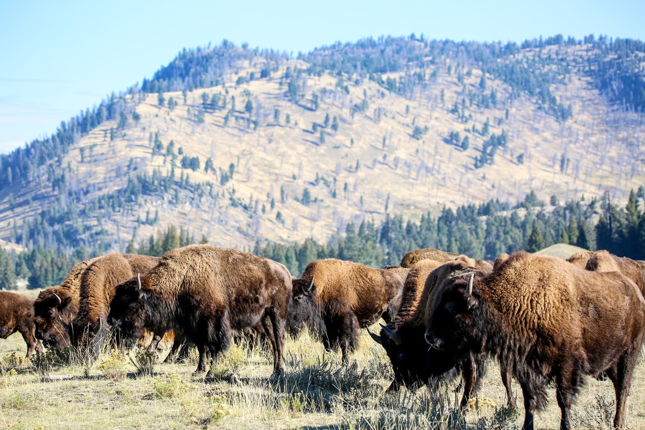 A herd of bison graze on grass in an open field with mountains in the back.