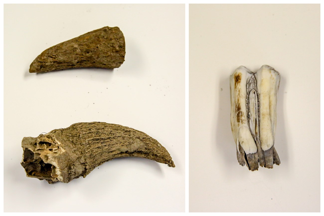 Dirt-covered bison horns and a tooth lay on a white table.