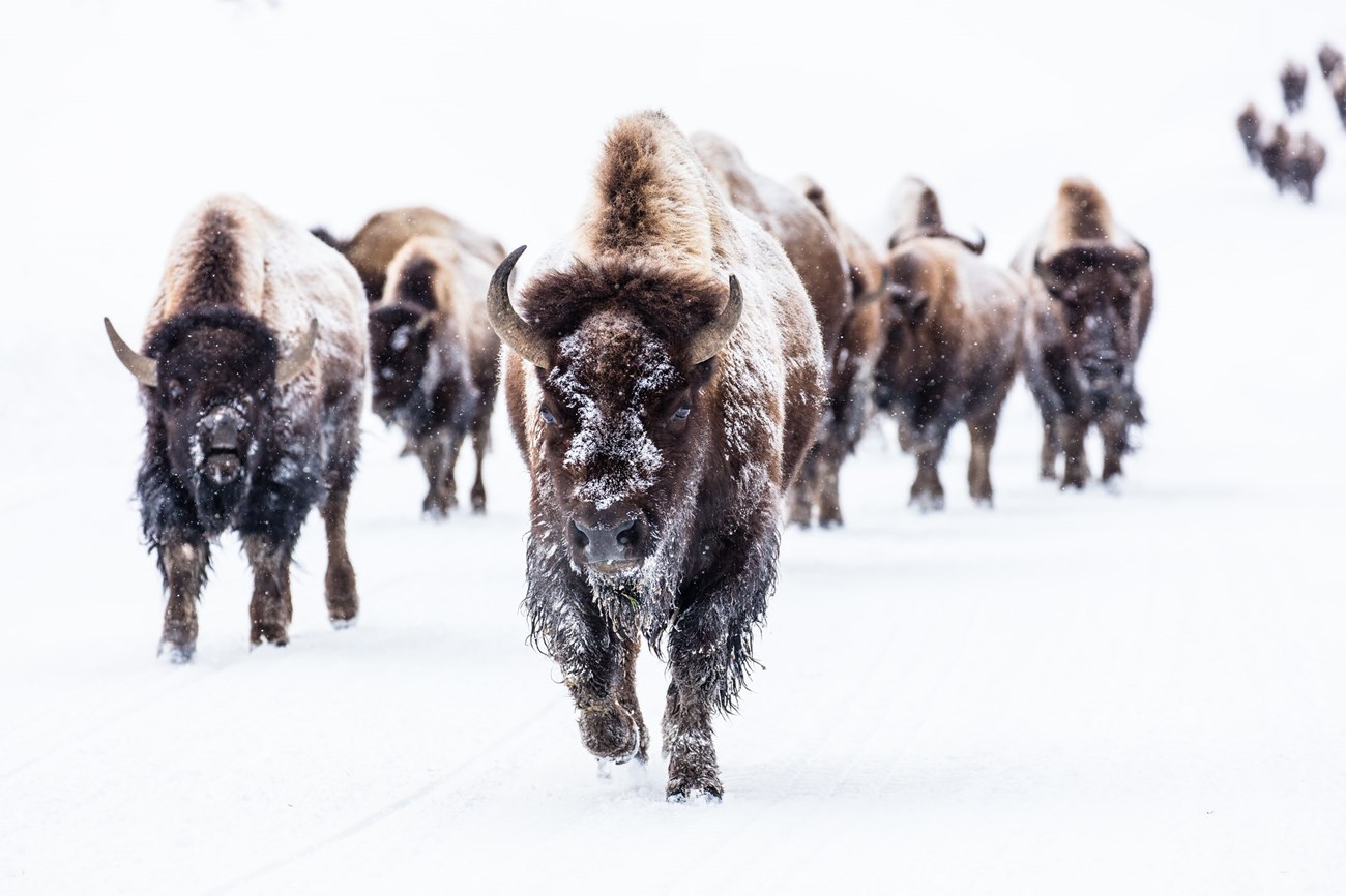 A herd of bison walking through the snow.