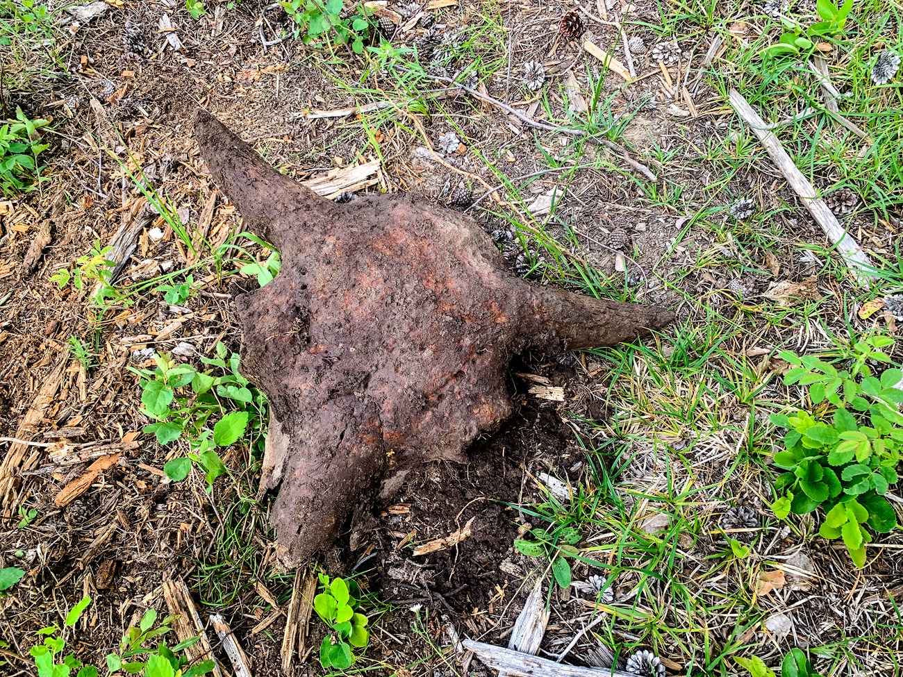 A dirt-covered bison skull sits on green grass.