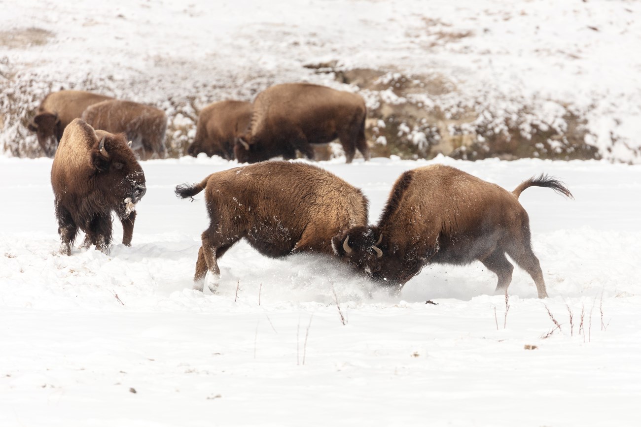 Two young bison sparing, with their heads together in the snow.