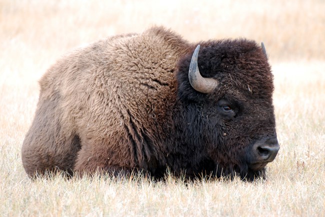 Bison standing in tall golden grass