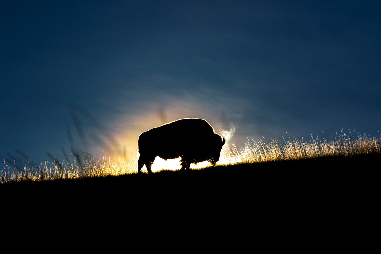 Bison on horizon