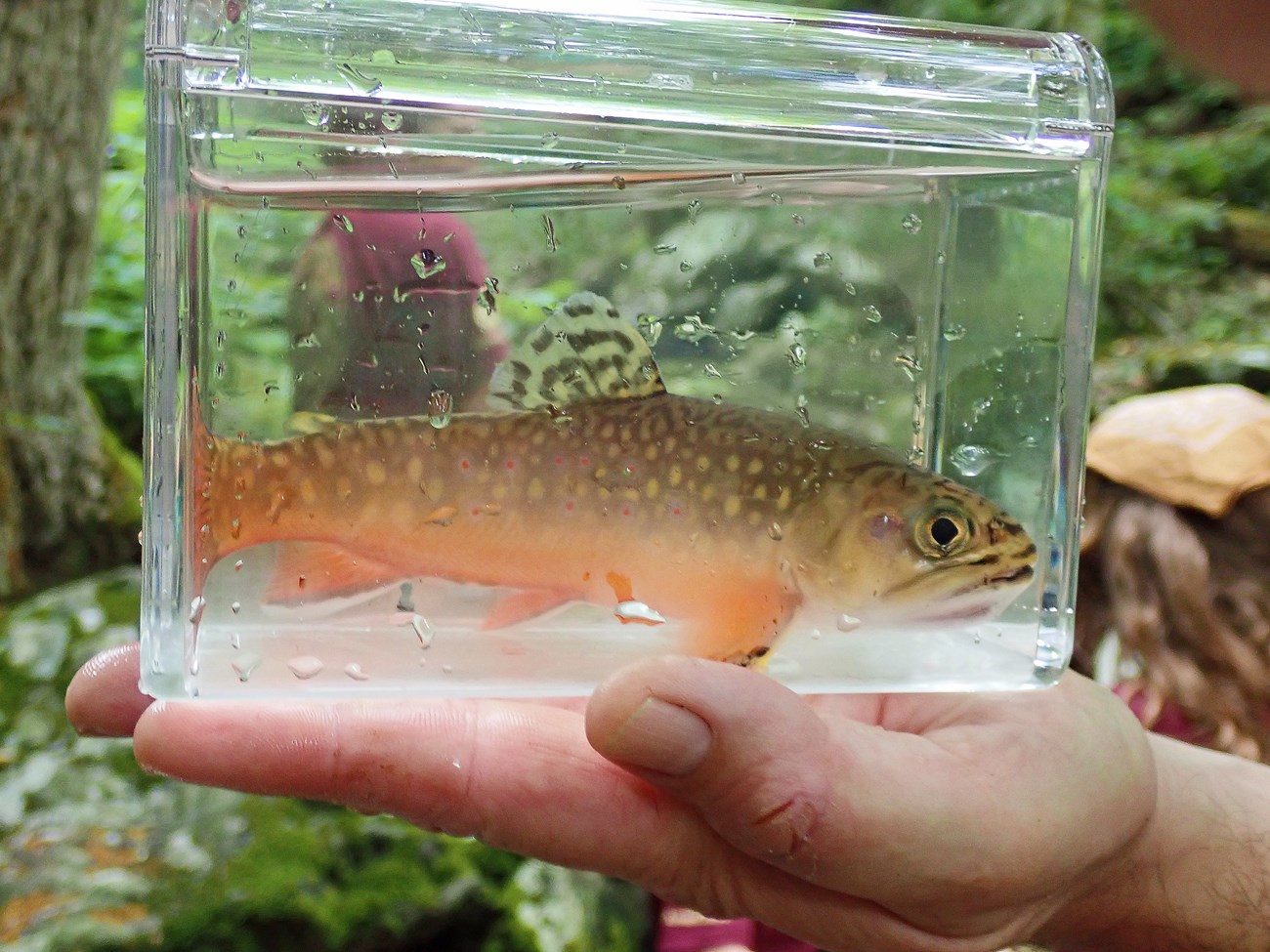 Beautifully colored and patterned brook trout in a clear tank dripping with water, held on the palm of someones hand.