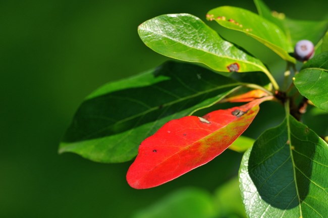 Oval-shaped leaves of a tree, with most leaves green and one leaf orangish red.