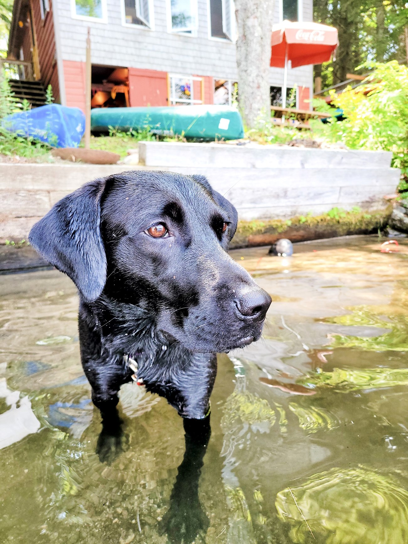 A closeup of a black dog standing in a lake with a house with an upturned boat in the background.