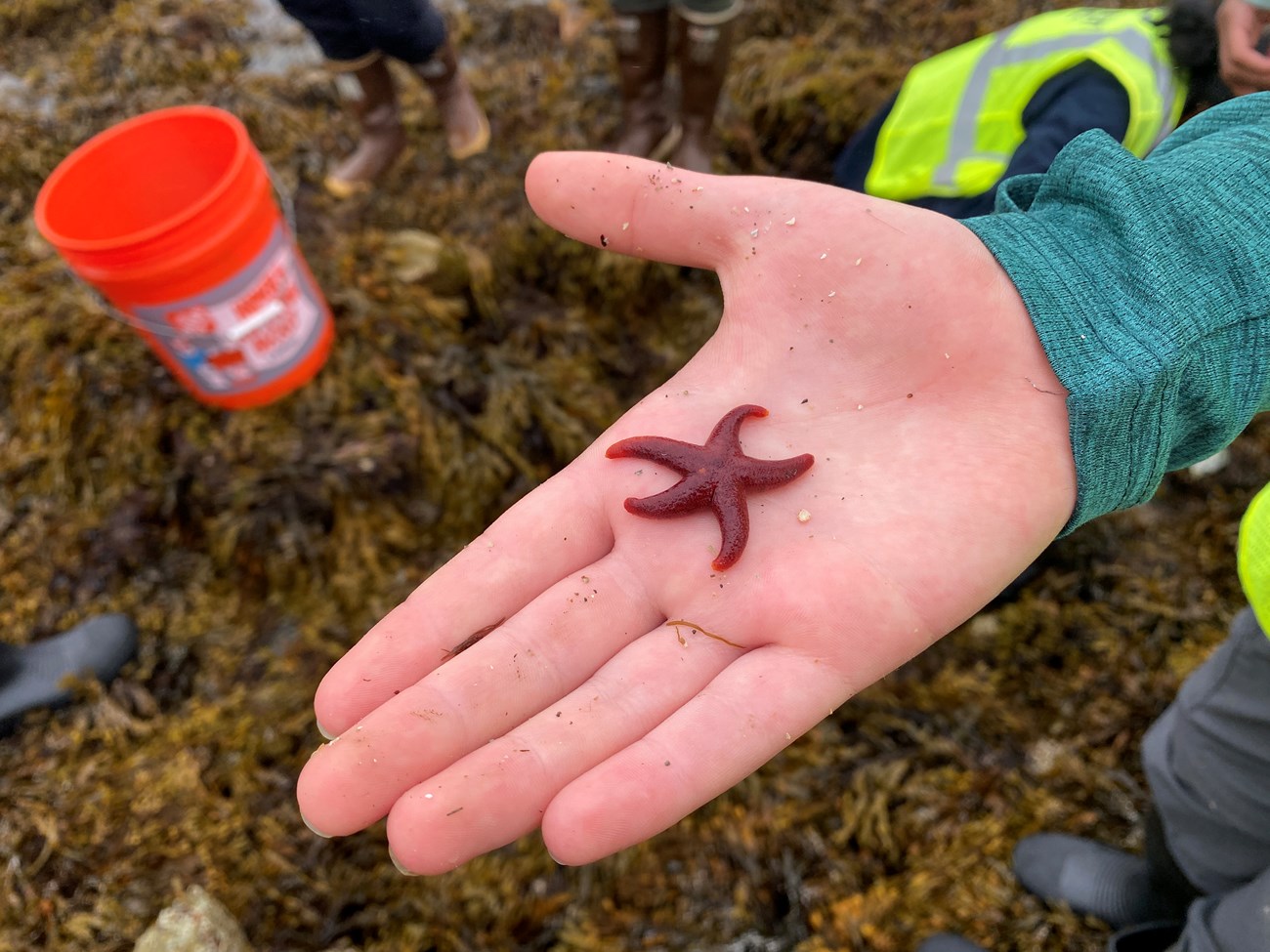 A dark red sea star with 5 arms rests in the palm of an outstretched hand. In the background is brown seaweed covering rocks and people with an orange bucket.