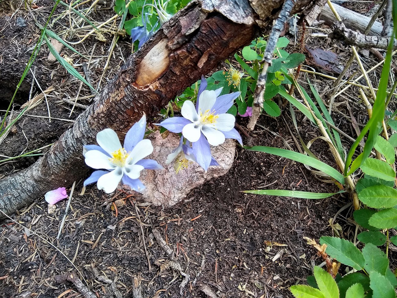 Purple and white flowers grow out of dark brown forest soil surrounded by green vegetation